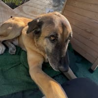 SIMBA (Los Reyes), chien à adopter