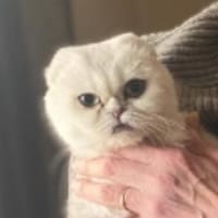 lila, chatte à adopter