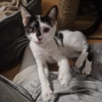 poulette, chatte à adopter