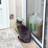 smocky, chat à adopter
