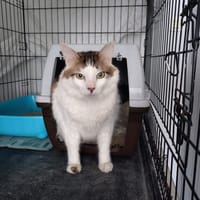 YOUYOU, chat à adopter