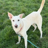 Chipie, chienne à adopter