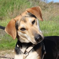 SOMBRA, chienne à adopter