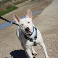 COPO, chien à adopter