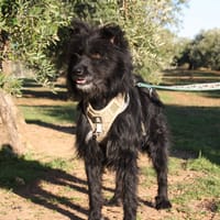 NACHO, chien à adopter