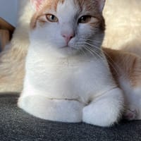 Tesla, katers ter adoptie