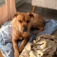 Frytek, pies do adopcji