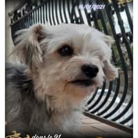 Lory, chienne à adopter