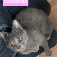 VANDANA, chatte à adopter