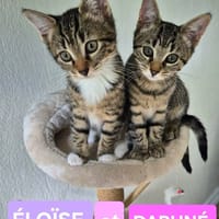 DAPHNÉ ET ÉLOÏSE, chatte à adopter