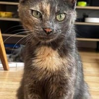 OPHIRA, chatte à adopter