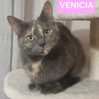 VENICIA, chatte à adopter