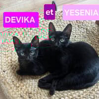 YESENIA ET DEVIKA, chatte à adopter