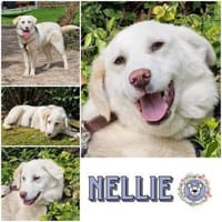 NELLIE * großes Mädchen, großes Glück, Hündin zur Adoption
