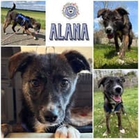 ALANA * fröhliches lernwilliges Mädchen, Hündin zur Adoption