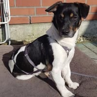 Watson, jung sucht ein Zuhause, Hund zur Adoption