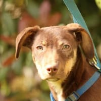 liebenswerte kleine - Linda, Hündin zur Adoption