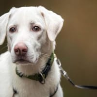 Liebenswerter Giovedi sucht Zuhause, Hund zur Adoption