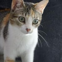 Vanesa - 🧡 trotzdem quietschfidel 🧡, Katze zur Adoption