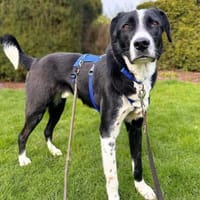 Taco - ist fröhliche&offen, Hund zur Adoption