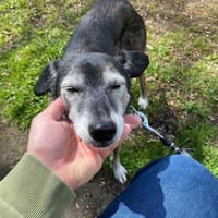 Wendy, Hündin zur Adoption