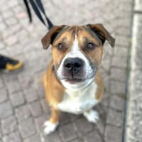 Caly - ein NOTFALL!, Hund zur Adoption