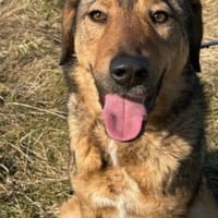 Juni - intelligent u. aufgeweckt, Hündin zur Adoption