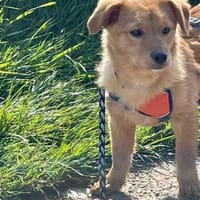 Zuckerschnute Enya sucht ihr Zuhause, Hündin zur Adoption