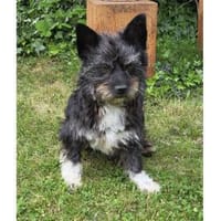 Suzette - wartet in 65468 Trebur, Hündin zur Adoption