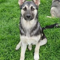 Elara sucht aktive Menschen, Hündin zur Adoption