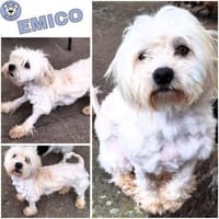 EMICO -menschenbezogen & freundlich-, Hund zur Adoption
