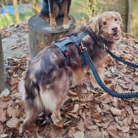 Barney - ist sehr anhänglich&verschmust, Hund zur Adoption