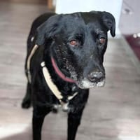 Alva - wurde ausgesetzt, Hündin zur Adoption