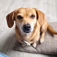 Luna - ein kluger Sturkopf, Hündin zur Adoption