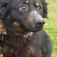 Hazel - verschmust u. lieb, Hündin zur Adoption