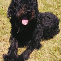 MORI VERLIERT SEIN SICHERES UMFELD, Hund zur Adoption