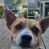 Bo, Hund zur Adoption