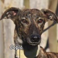 COPLA, Hündin zur Adoption