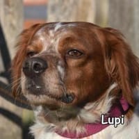 LUPI, Hund zur Adoption