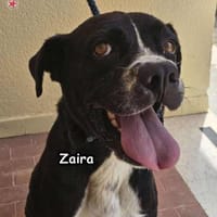 Zaira, Hündin zur Adoption