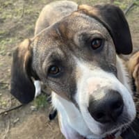 Dias aus 01097 Dresden, Hund zur Adoption