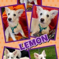 süßer Welpenjunge Lemon auf PS 92278, Hund zur Adoption