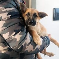 Malika sucht ihr Traumzuhause, Hündin zur Adoption