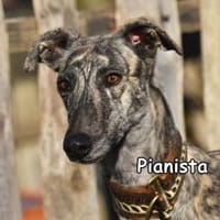 PIANISTA, Hündin zur Adoption