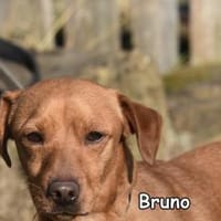 BRUNO, Hund zur Adoption