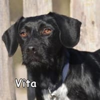 VITA, Hündin zur Adoption