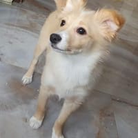 Misha sucht ihre Menschen, Hündin zur Adoption