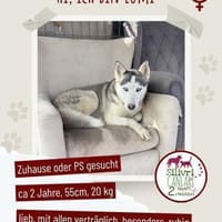 Besondere Lumi sucht ein Zuhause / PS, Hündin zur Adoption