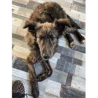 Nahla - wartet in 63679 Schotten, Hündin zur Adoption