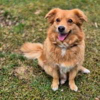 Iza, Hündin zur Adoption